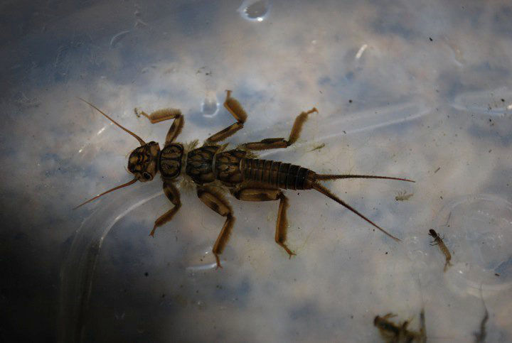 stonefly