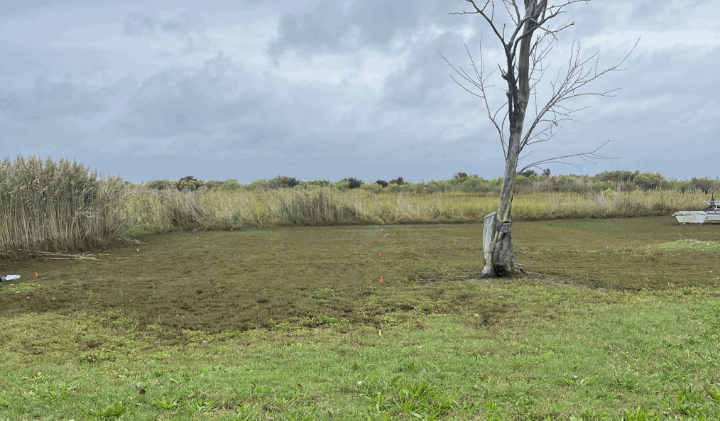 Mown weeds and grass in foreground transition to mown salt marsh behind, with dead tree, and taller unmown salt marsh behind that and to left