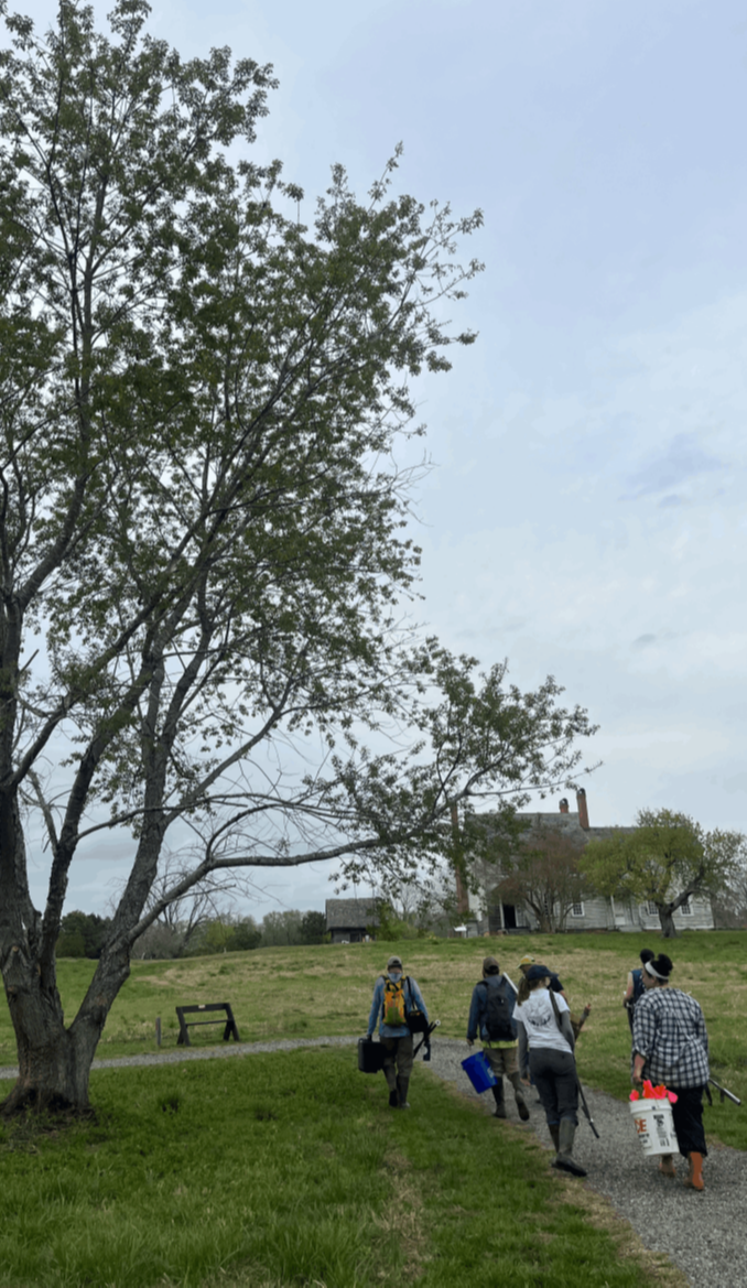 student group work, urban ecology students carry tools up path on grassy hillslope beside river birch before green Timberneck House at Machicomoco State Park